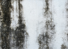 mould on a wall in an occupied home