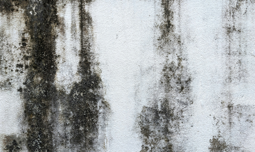 mould on a wall in an occupied home