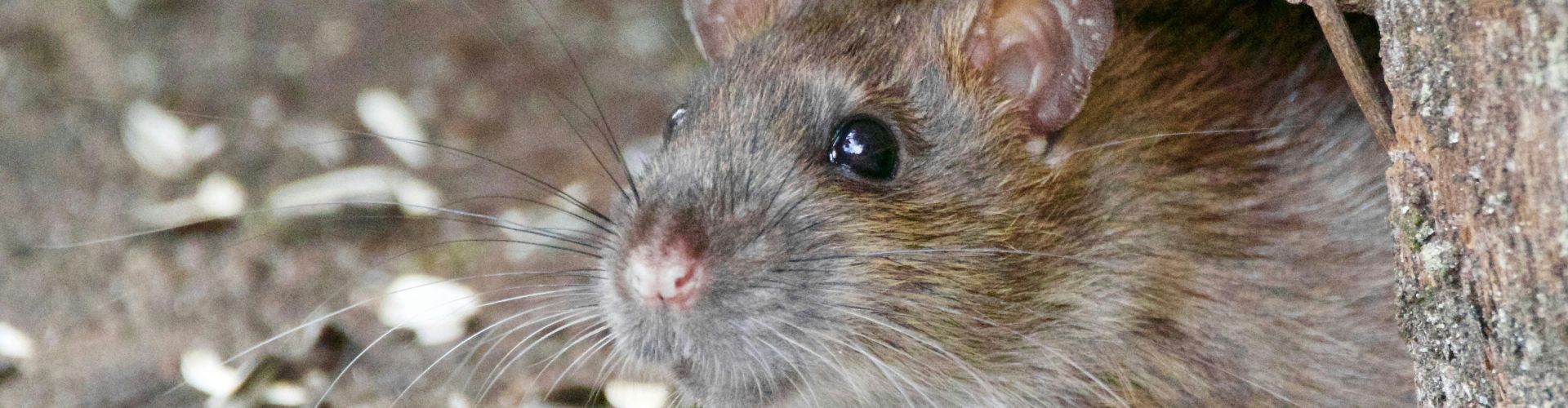 How to Prevent and Deal with Rodent Infestations